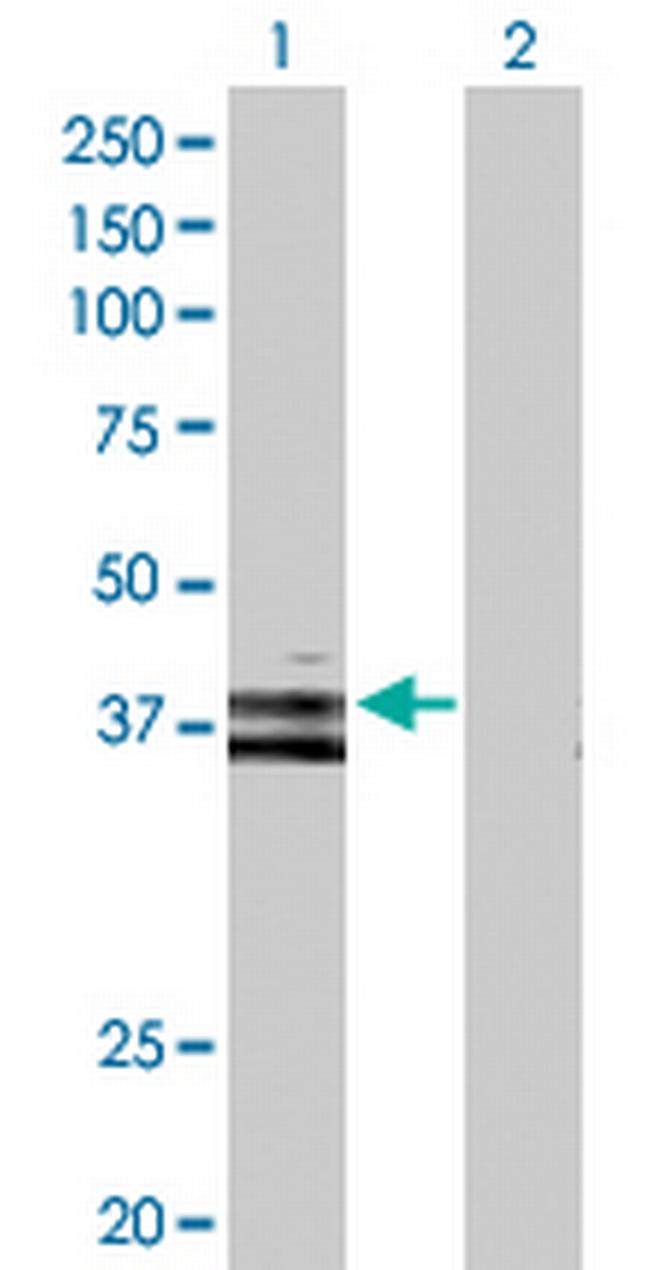 WNT6 Antibody in Western Blot (WB)