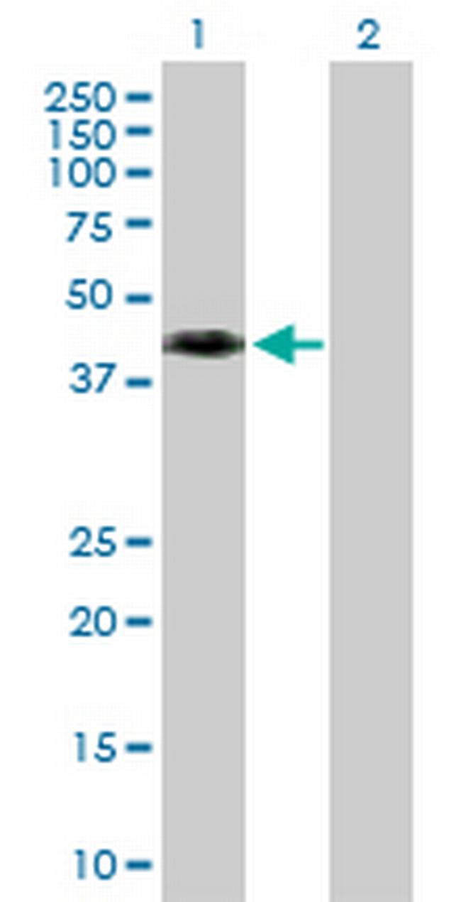 WNT8A Antibody in Western Blot (WB)