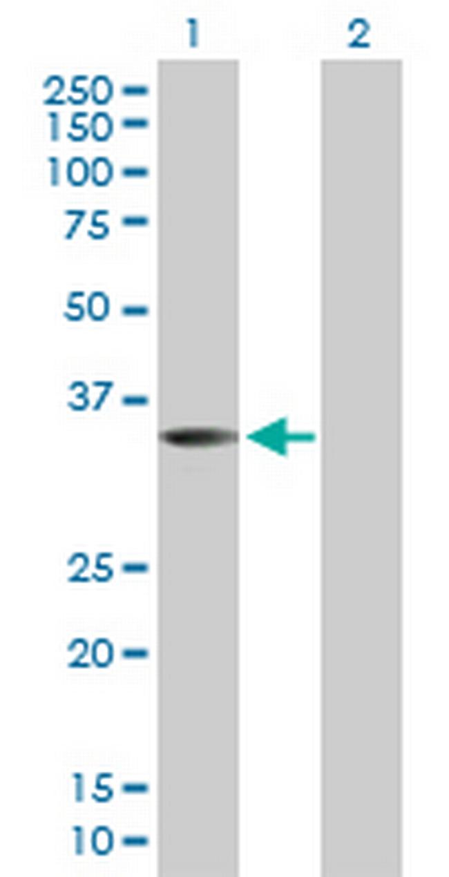 WNT9B Antibody in Western Blot (WB)