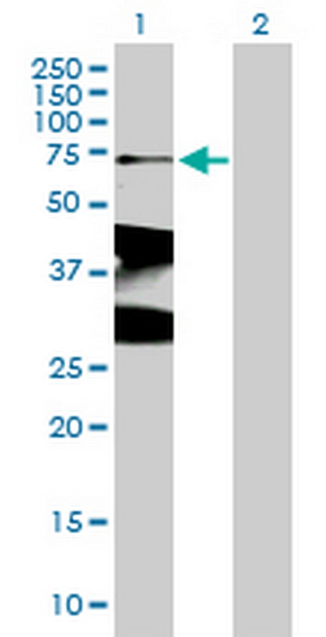 XRCC1 Antibody in Western Blot (WB)