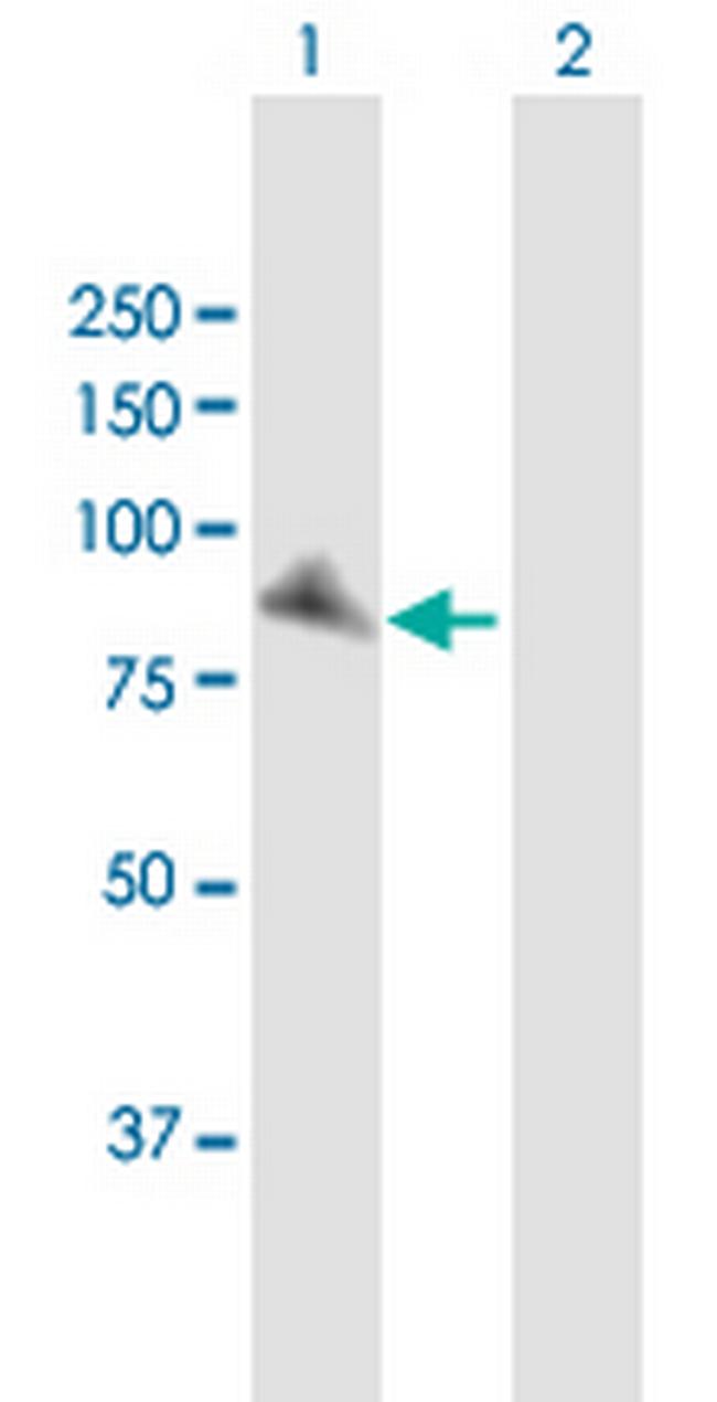 XRCC1 Antibody in Western Blot (WB)