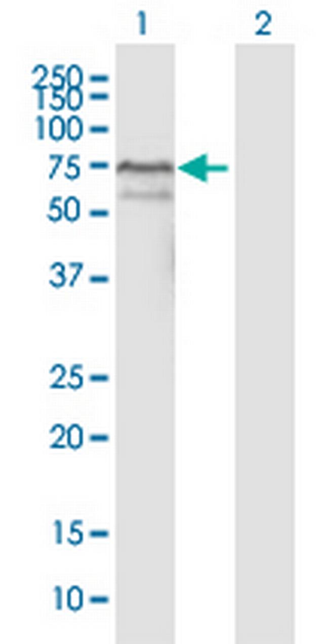 YY1 Antibody in Western Blot (WB)