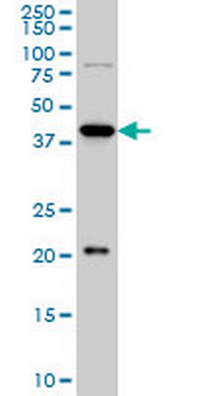 YY1 Antibody in Western Blot (WB)