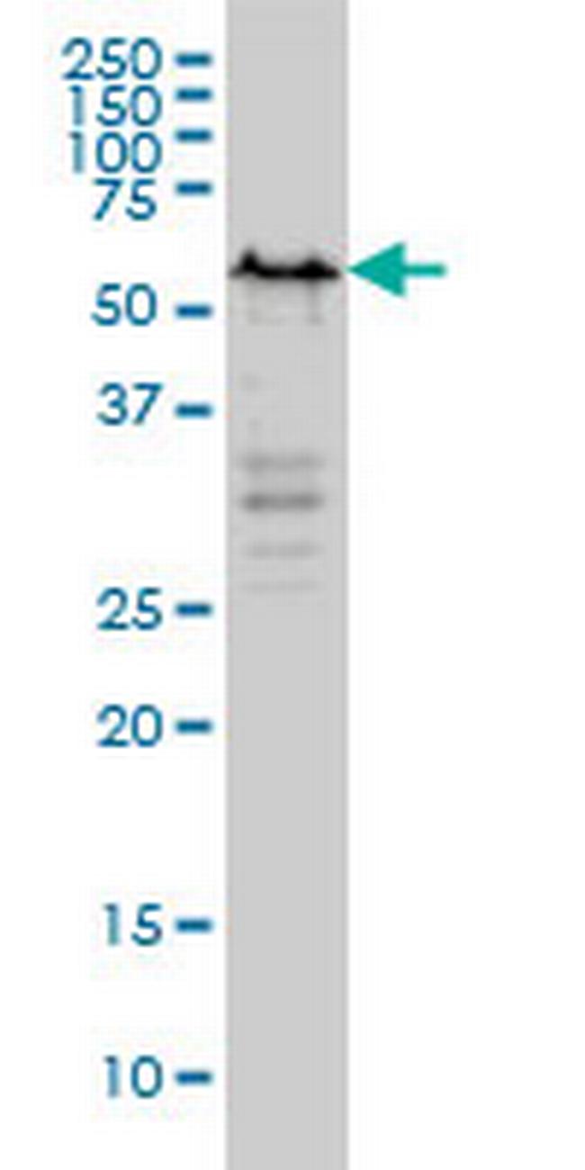 YY1 Antibody in Western Blot (WB)