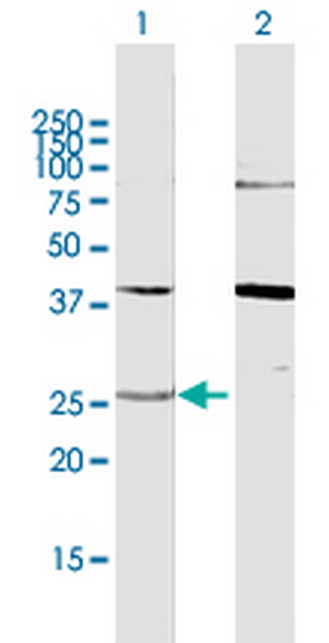 YWHAG Antibody in Western Blot (WB)