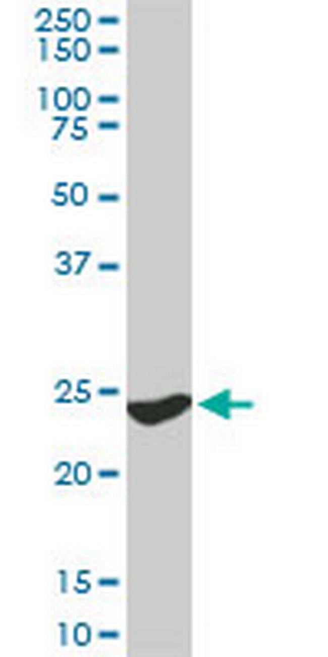 YWHAG Antibody in Western Blot (WB)