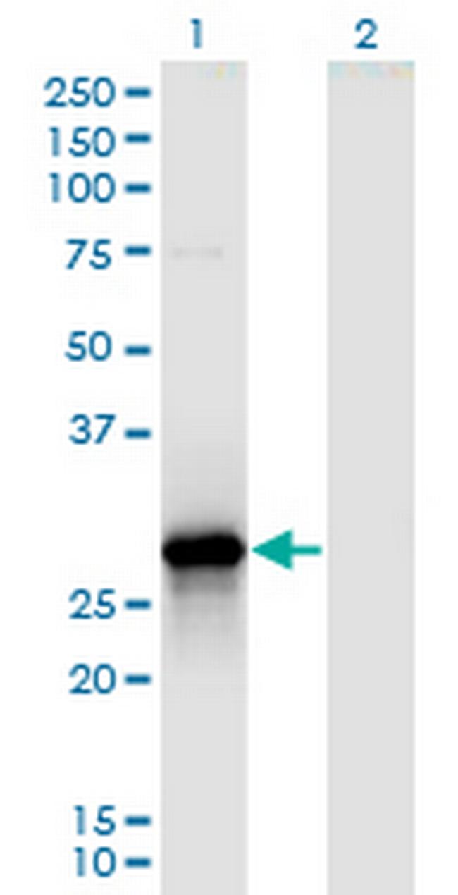 YWHAZ Antibody in Western Blot (WB)