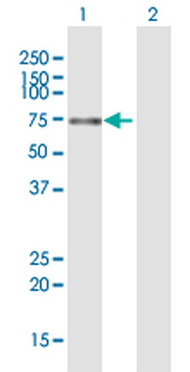 ZNF10 Antibody in Western Blot (WB)