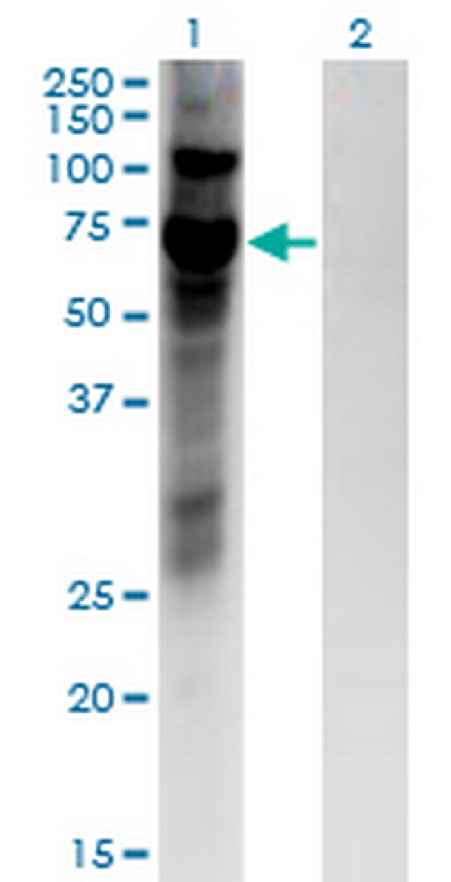 ZNF10 Antibody in Western Blot (WB)