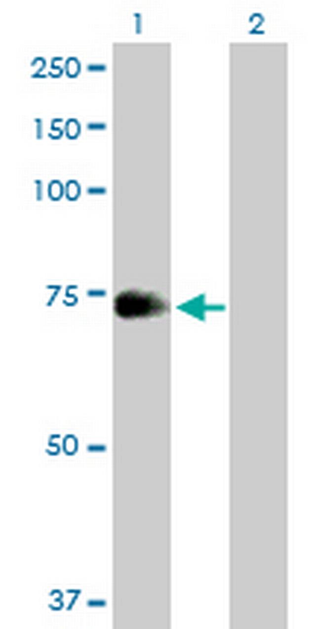 ZNF23 Antibody in Western Blot (WB)