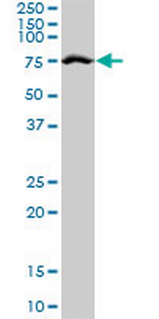 TRIM25 Antibody in Western Blot (WB)