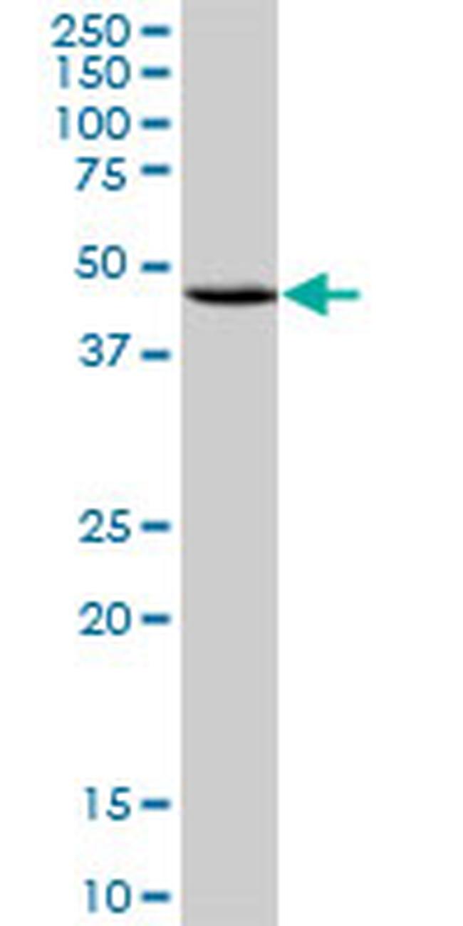 CXCR4 Antibody in Western Blot (WB)