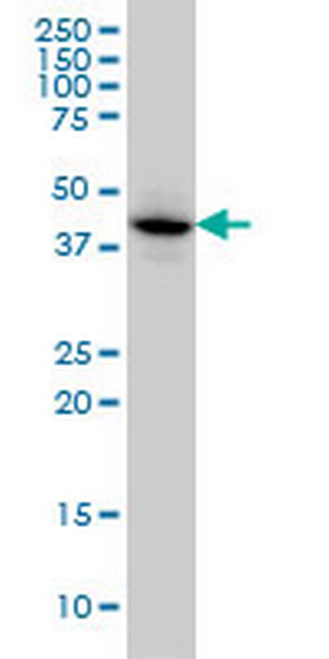 MAPKAPK3 Antibody in Western Blot (WB)