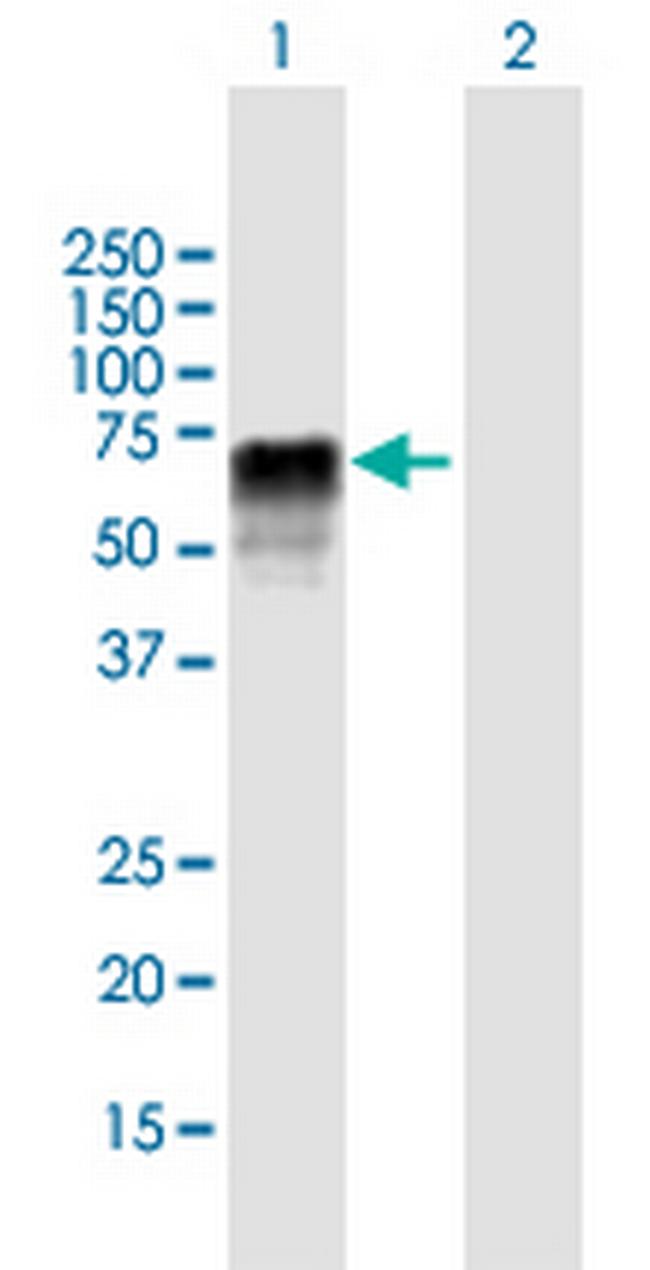 U2AF1L2 Antibody in Western Blot (WB)