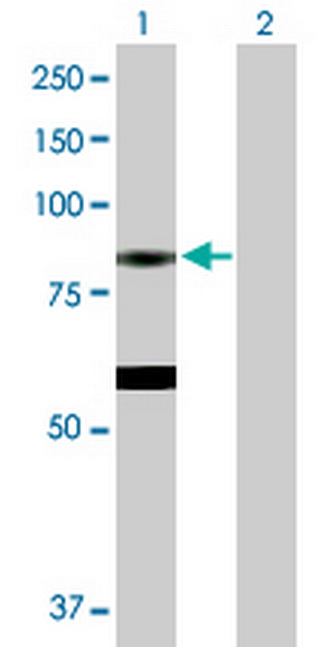 EPX Antibody in Western Blot (WB)