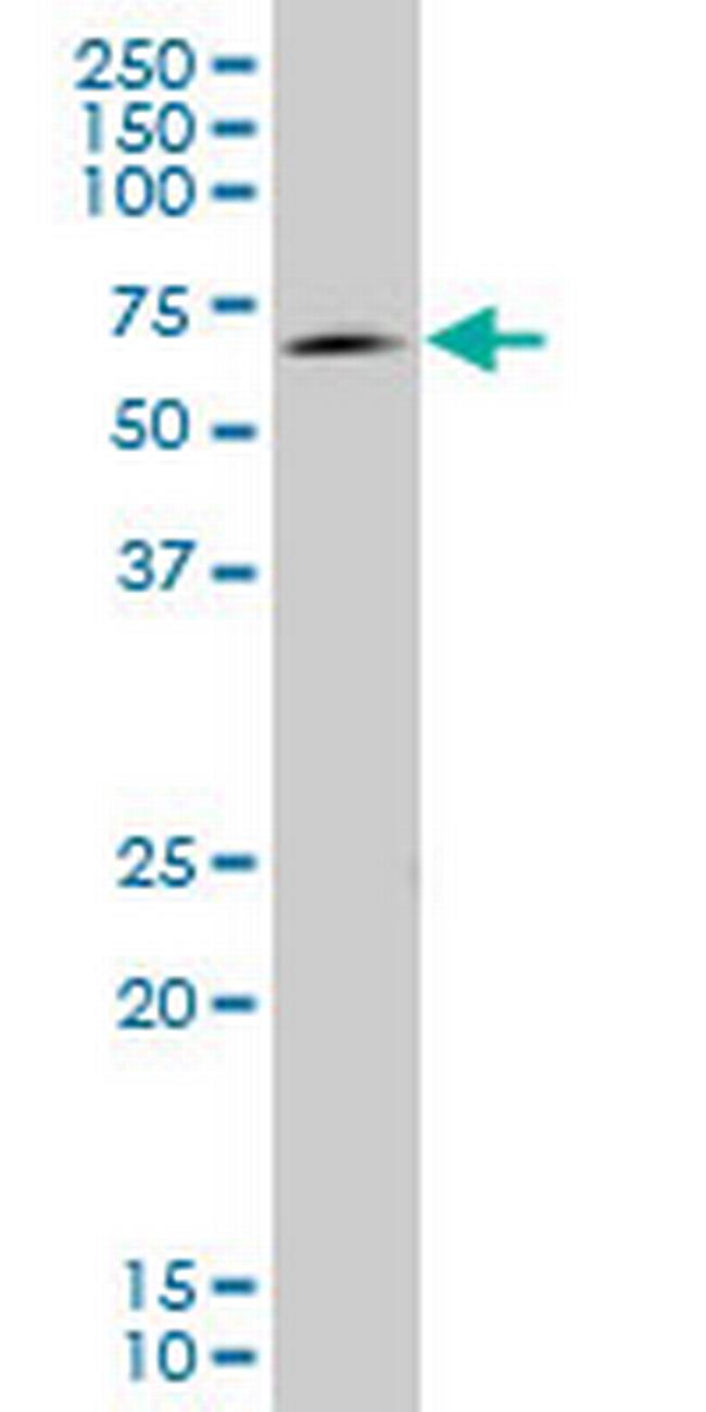 EOMES Antibody in Western Blot (WB)