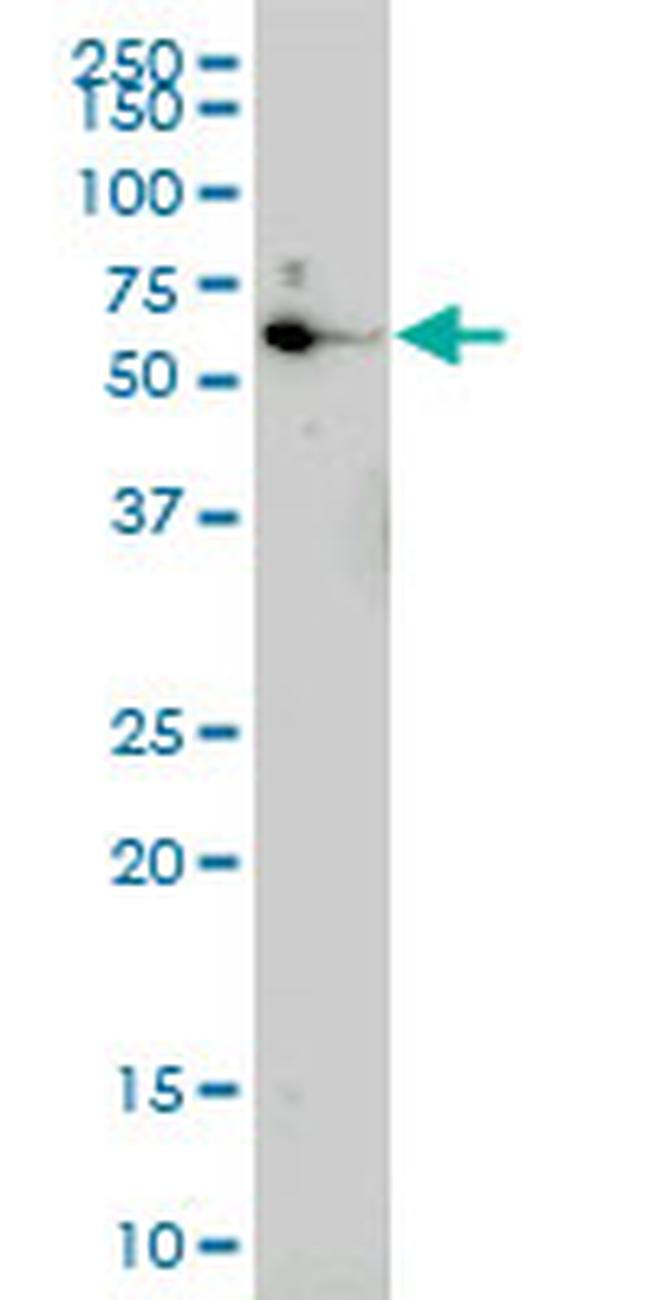 EOMES Antibody in Western Blot (WB)