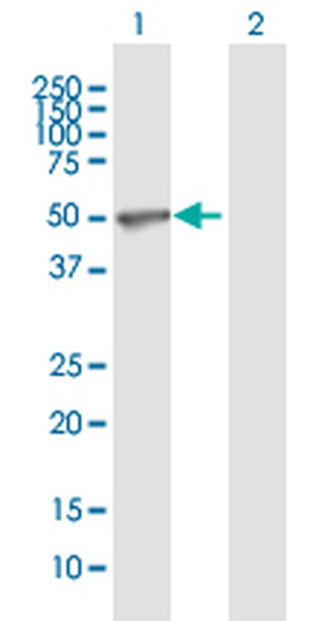 TEAD2 Antibody in Western Blot (WB)