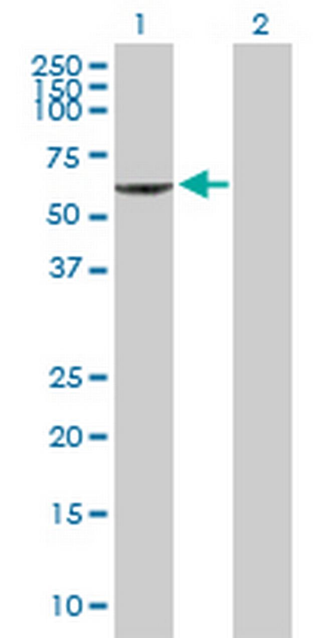 PIK3R3 Antibody in Western Blot (WB)