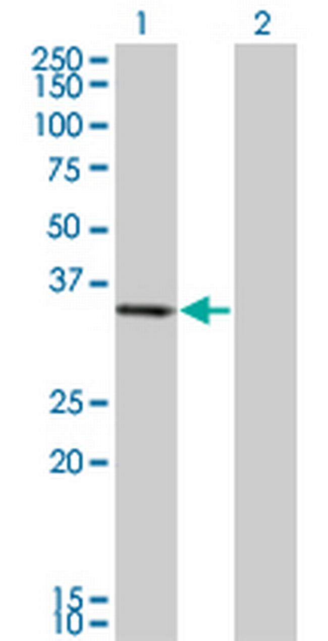 PIR Antibody in Western Blot (WB)