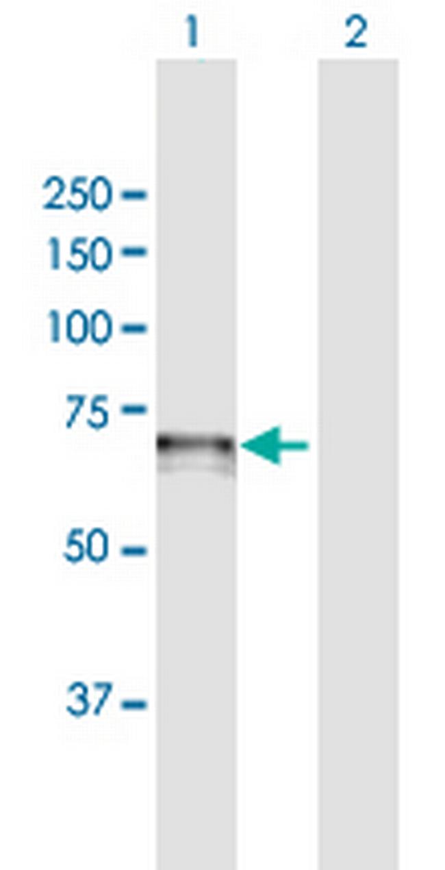 CDC14A Antibody in Western Blot (WB)