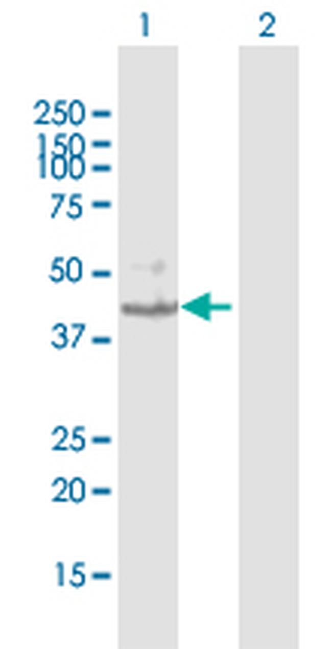 KMO Antibody in Western Blot (WB)