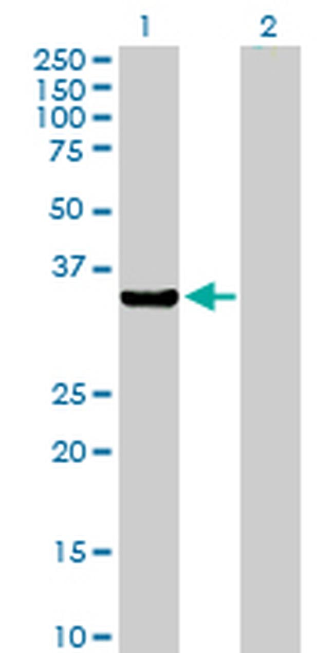 AKR7A2 Antibody in Western Blot (WB)