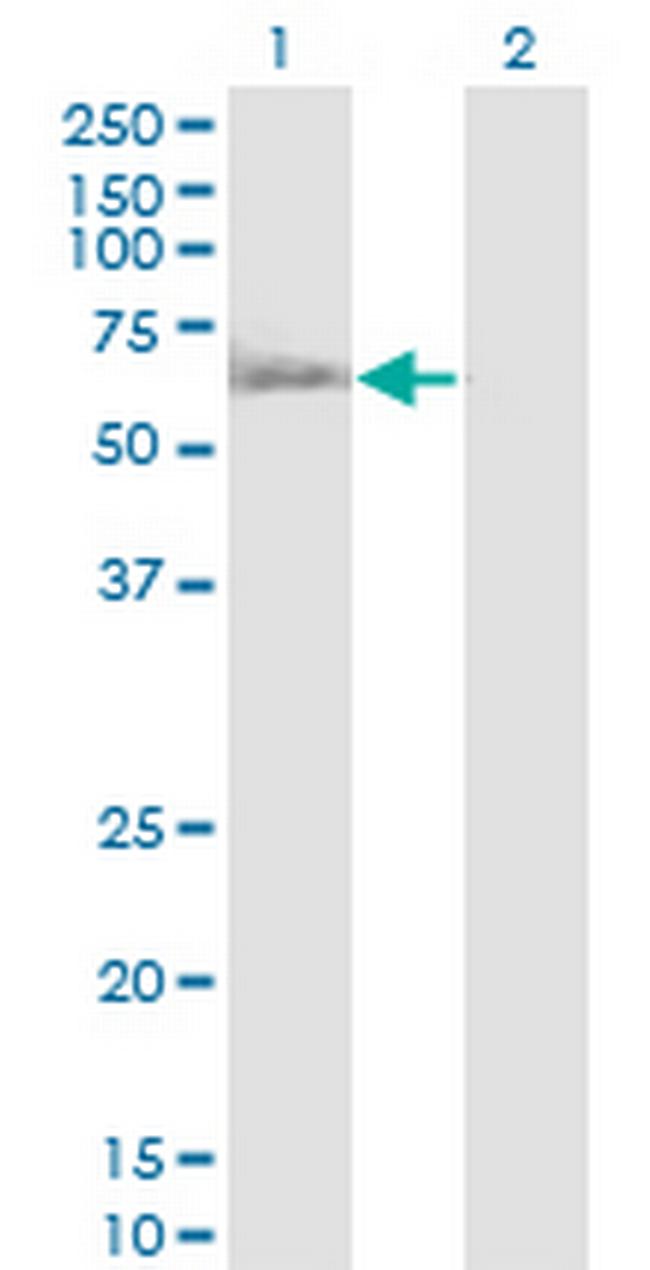 RUVBL1 Antibody in Western Blot (WB)