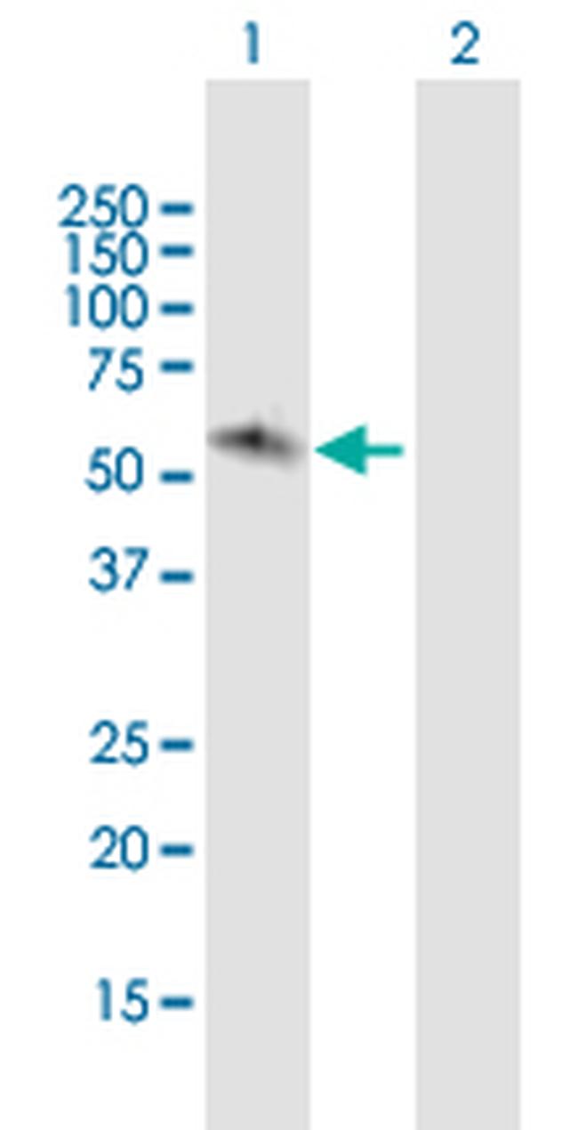 JRK Antibody in Western Blot (WB)