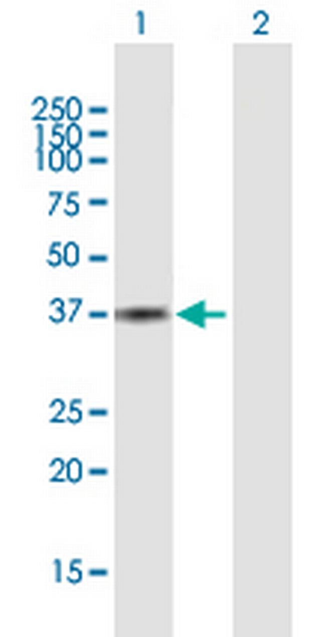 AKR1C3 Antibody in Western Blot (WB)