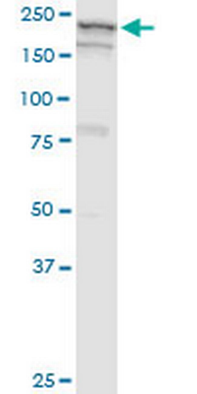 GBF1 Antibody in Western Blot (WB)