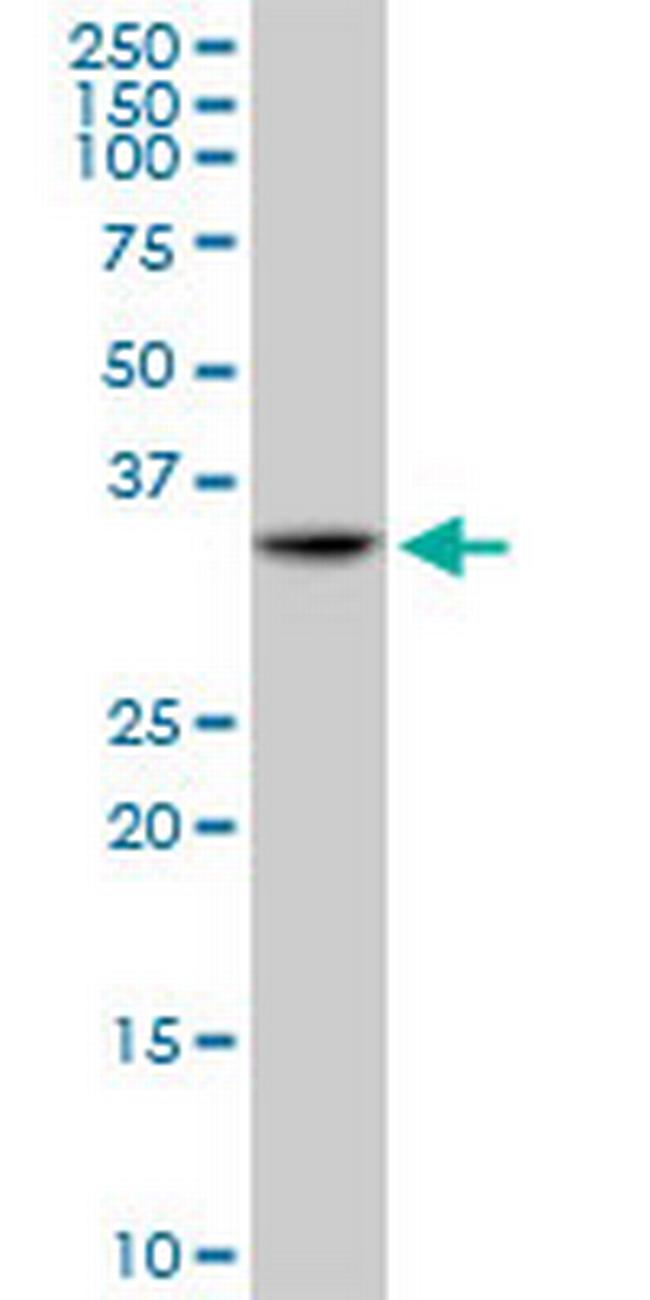 TNFRSF14 Antibody in Western Blot (WB)