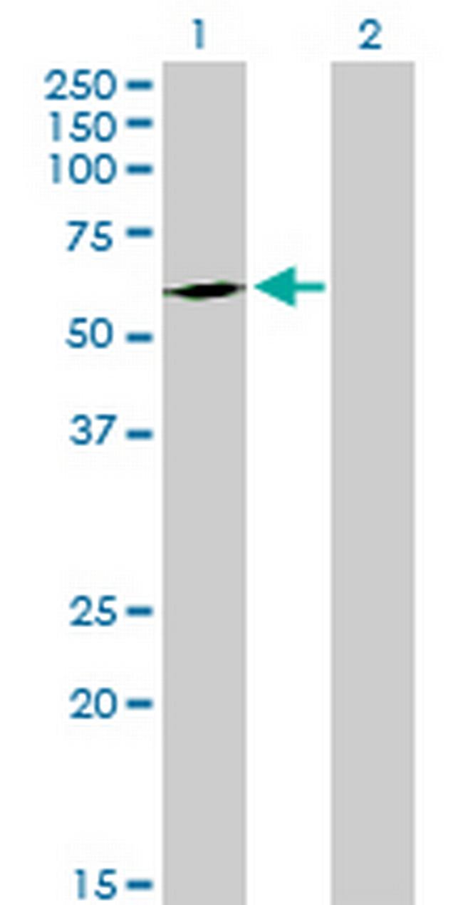 FPGT Antibody in Western Blot (WB)