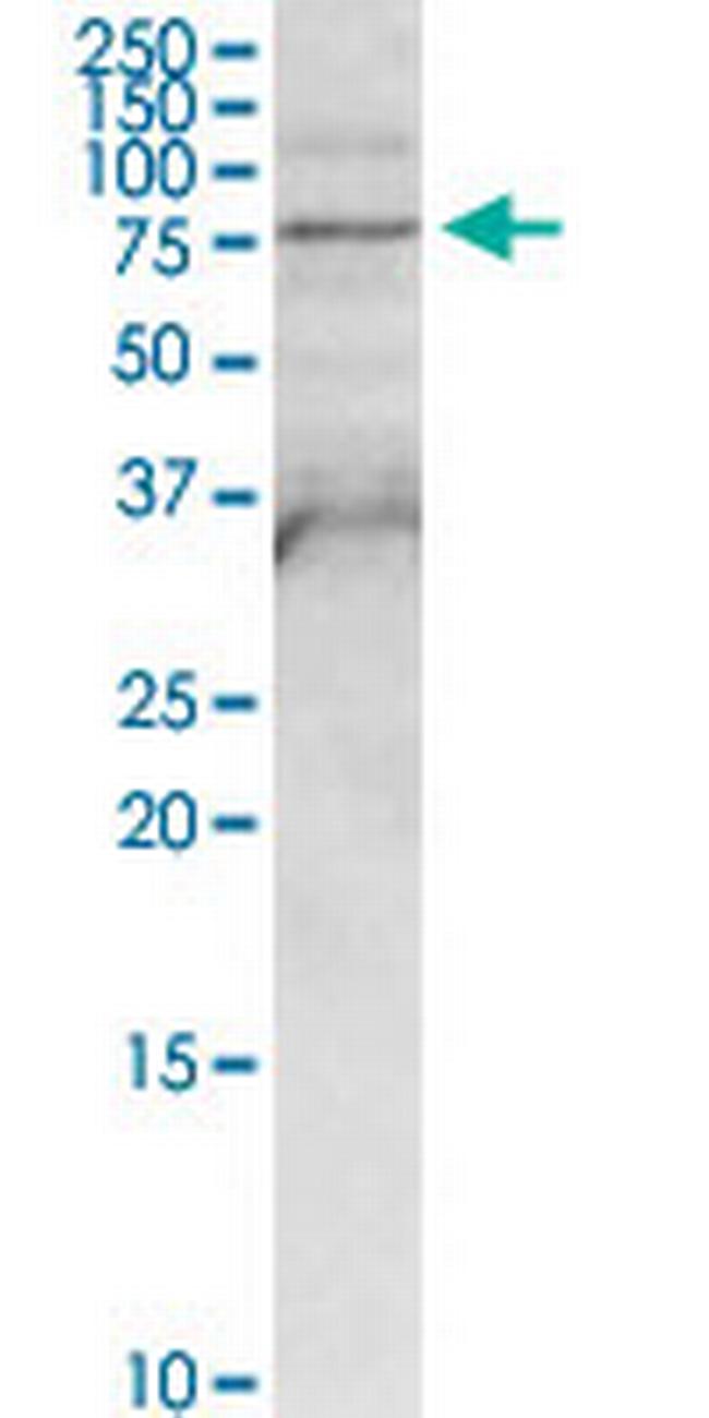 FPGT Antibody in Western Blot (WB)