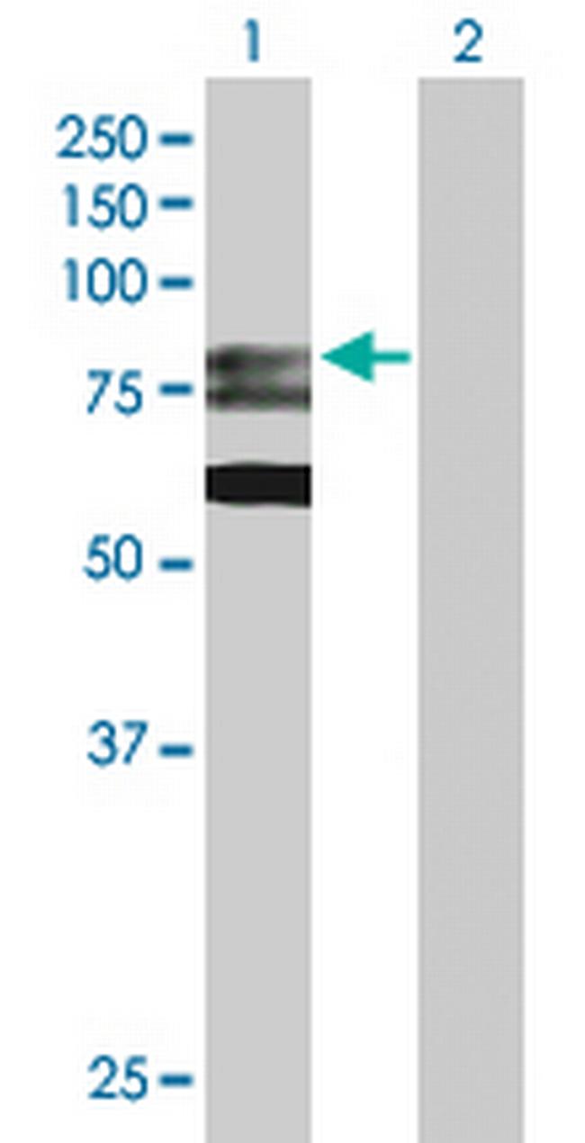 GMPS Antibody in Western Blot (WB)