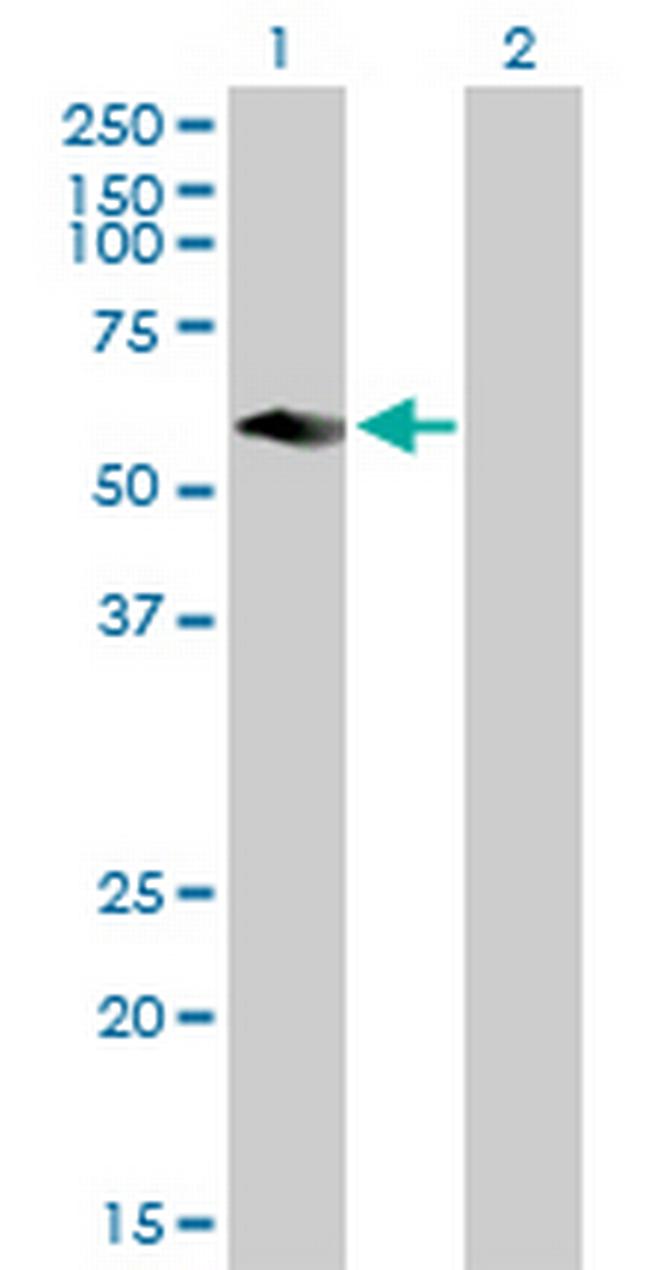 CFLAR Antibody in Western Blot (WB)