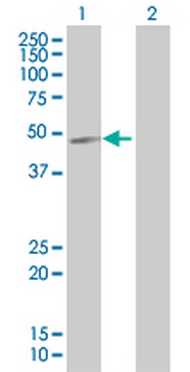 HDAC3 Antibody in Western Blot (WB)