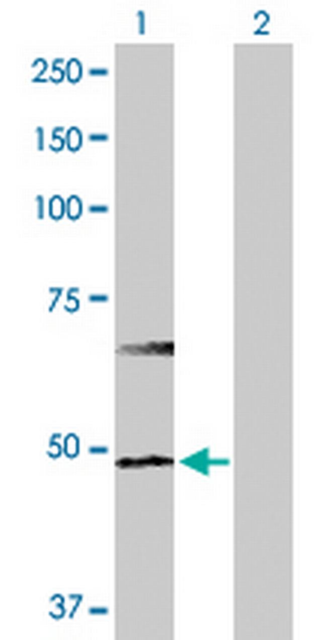 HDAC3 Antibody in Western Blot (WB)