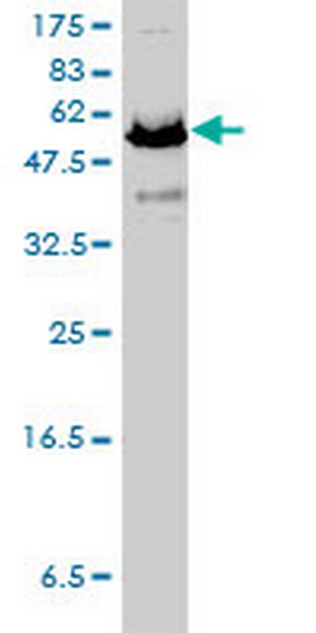 APPBP1 Antibody in Western Blot (WB)