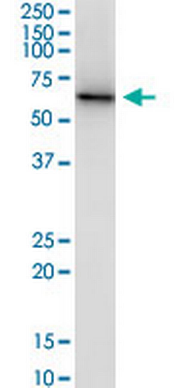 CPNE3 Antibody in Western Blot (WB)