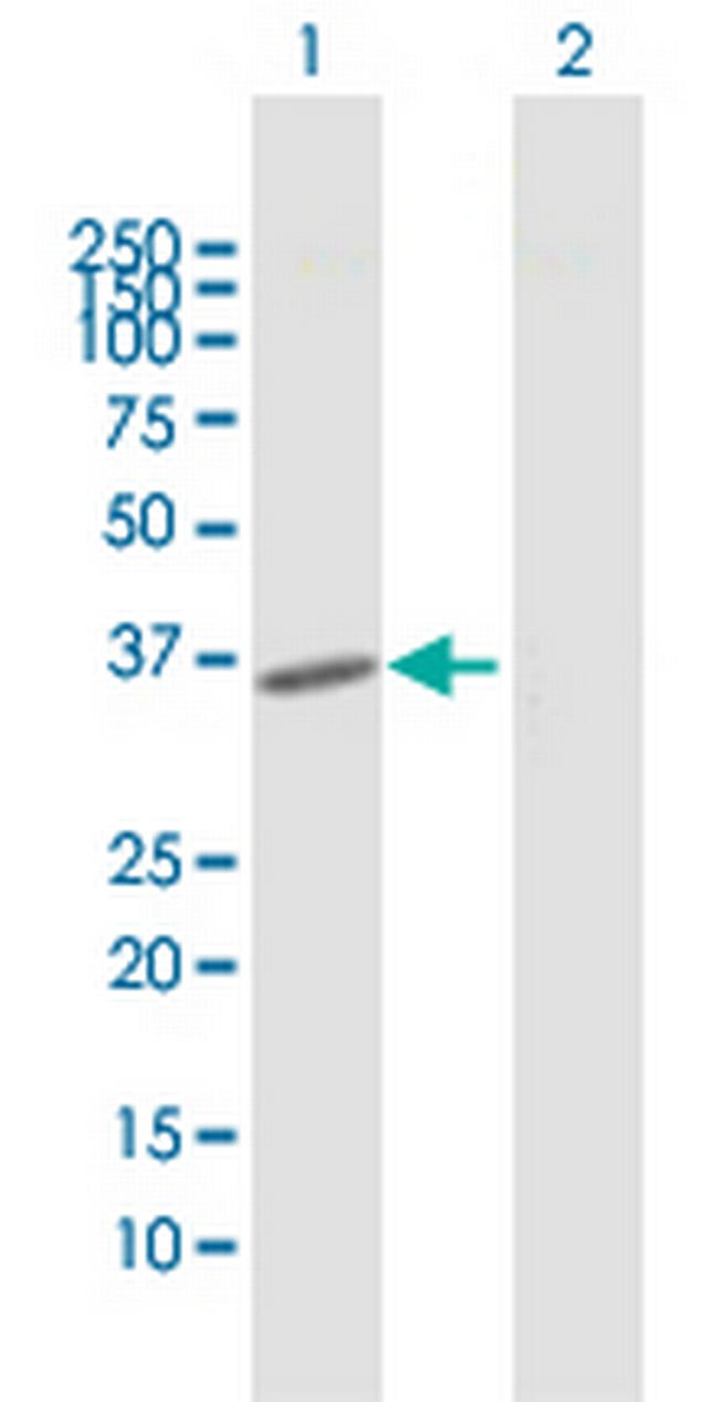 FOXH1 Antibody in Western Blot (WB)