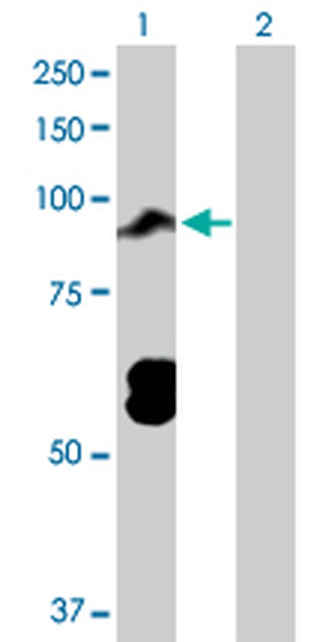 TOP3B Antibody in Western Blot (WB)