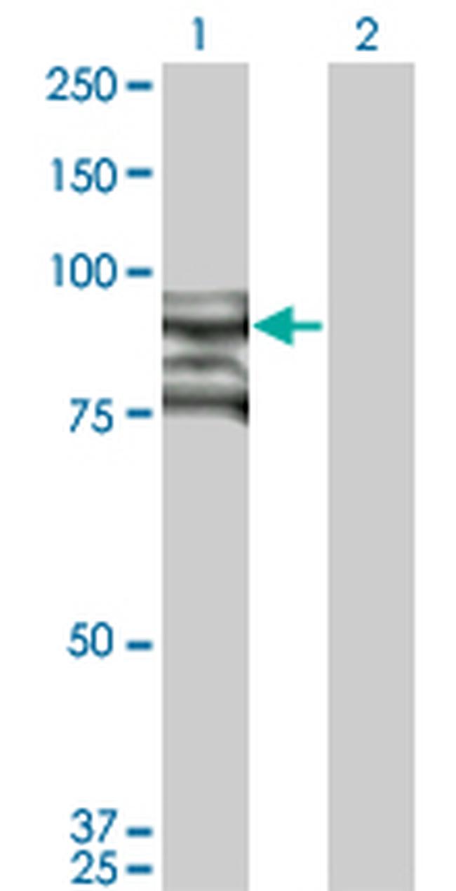 TOP3B Antibody in Western Blot (WB)