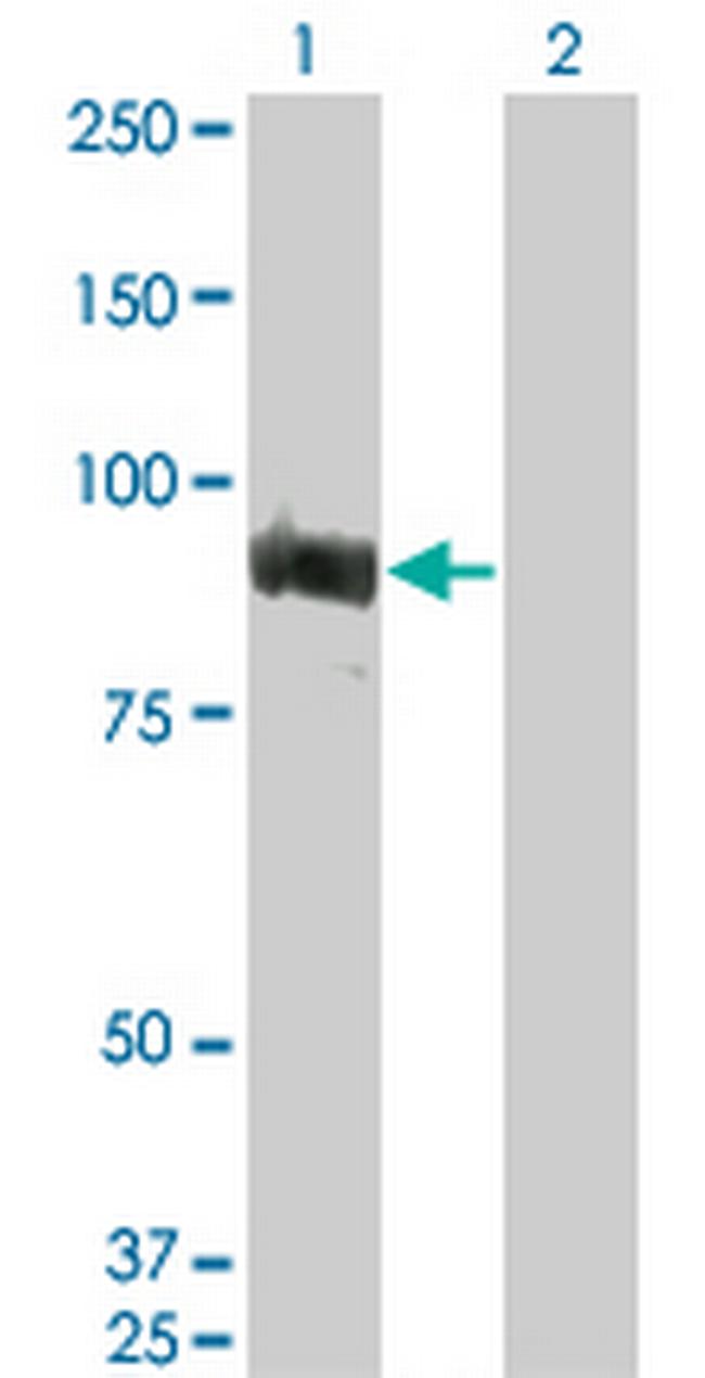 TOP3B Antibody in Western Blot (WB)