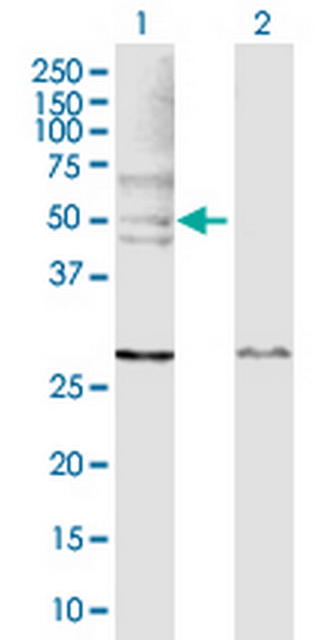 WASL Antibody in Western Blot (WB)