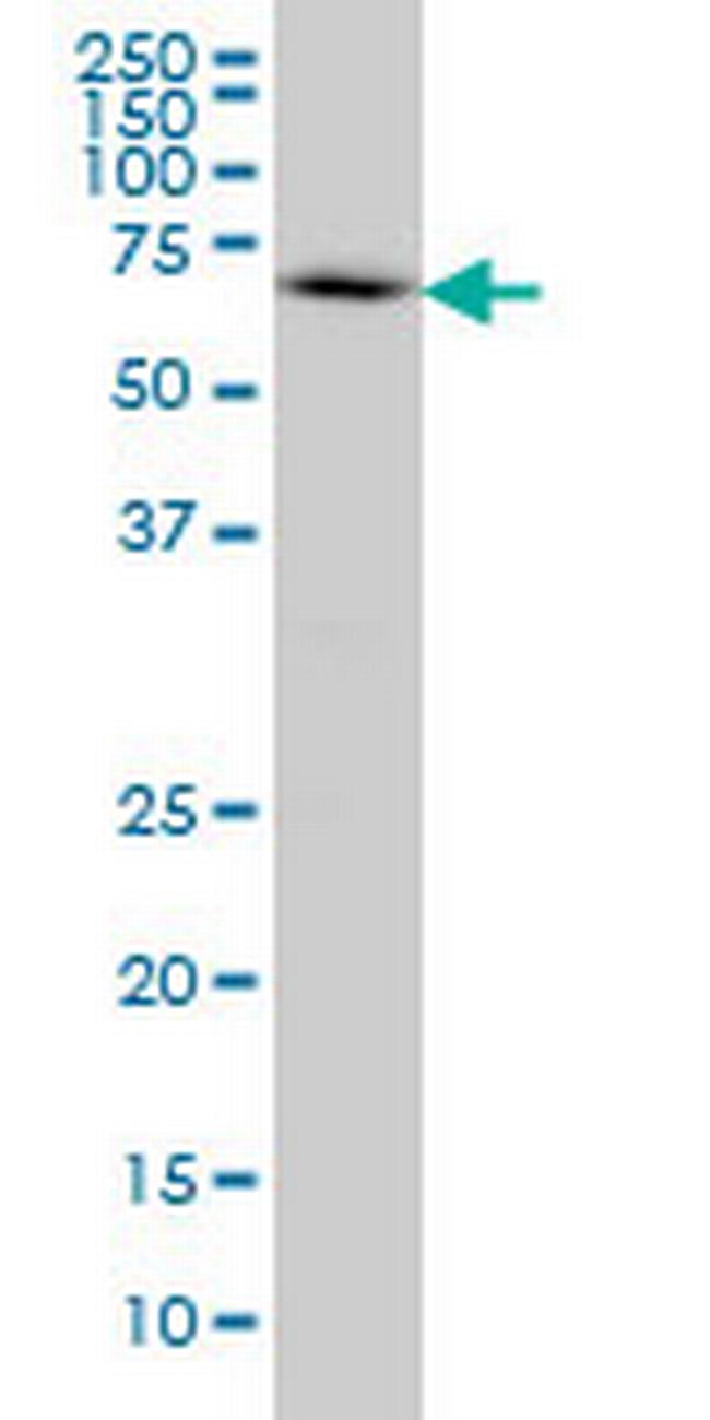 WASL Antibody in Western Blot (WB)