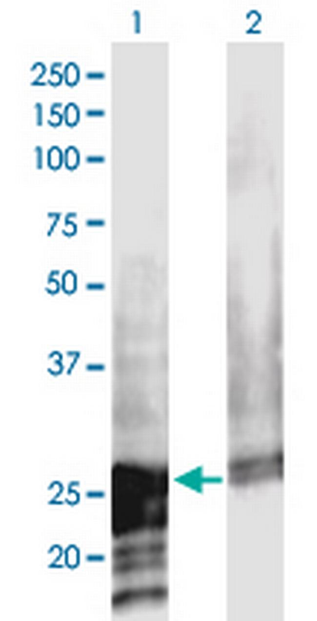 NOL3 Antibody in Western Blot (WB)