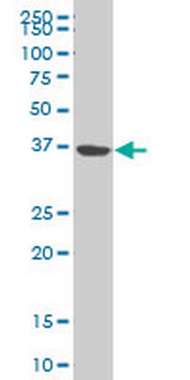 NMI Antibody in Western Blot (WB)