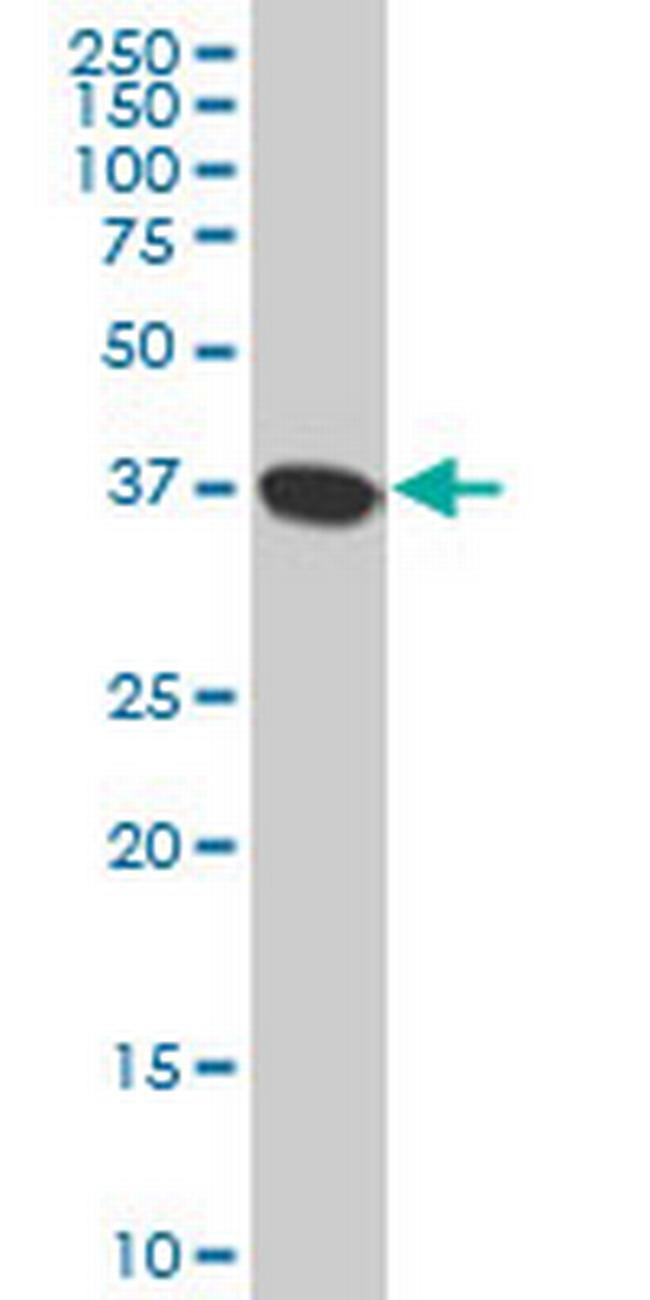 NMI Antibody in Western Blot (WB)