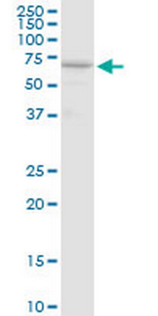 AIFM1 Antibody in Western Blot (WB)